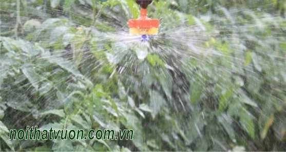 voi phun suong canh buom 1